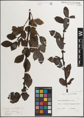 Foto von Salix mielichhoferi Saut. x Salix myrsinifolia Salisb.